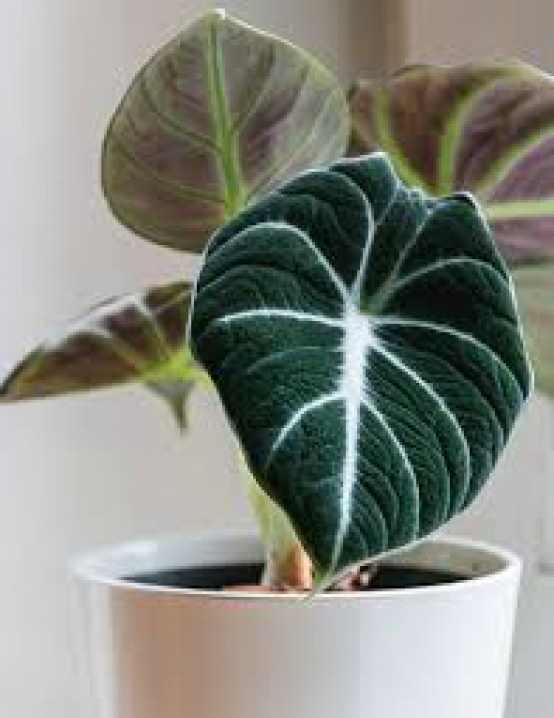 Alocasia black velvet